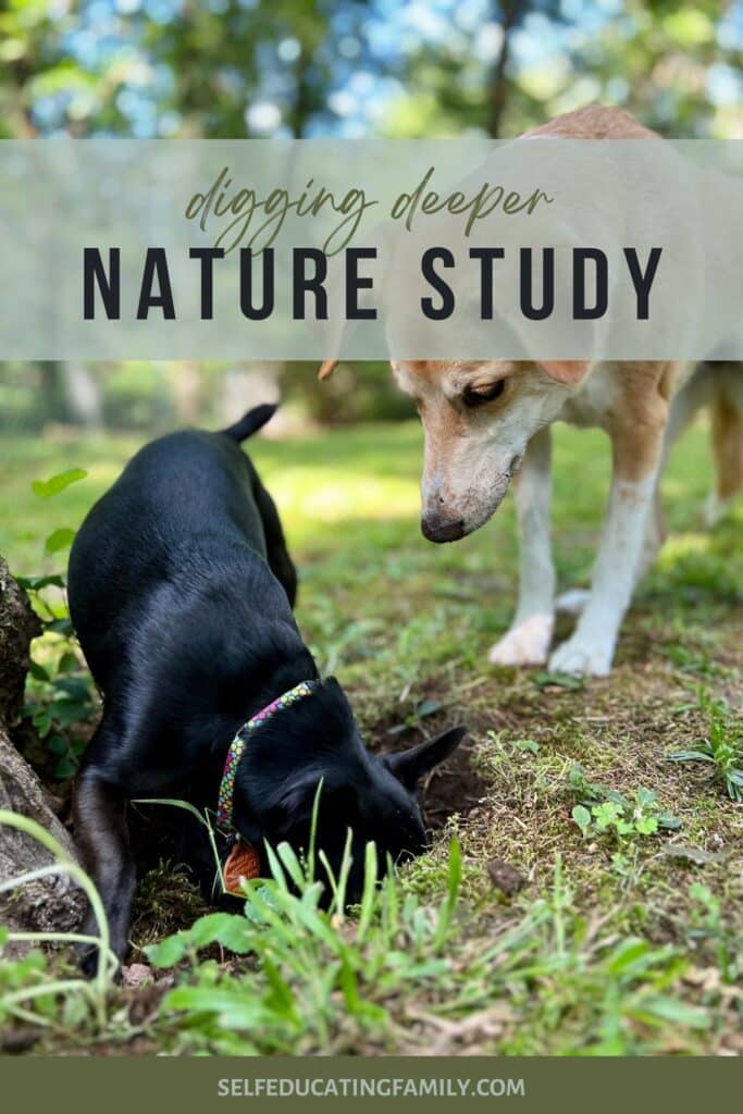 dogs digging in nature