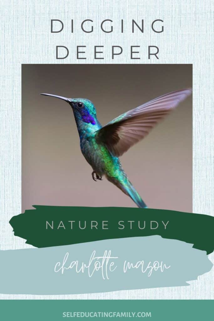 hummingbird with words nature study deeper