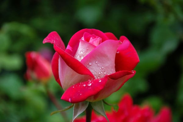 pink red rose