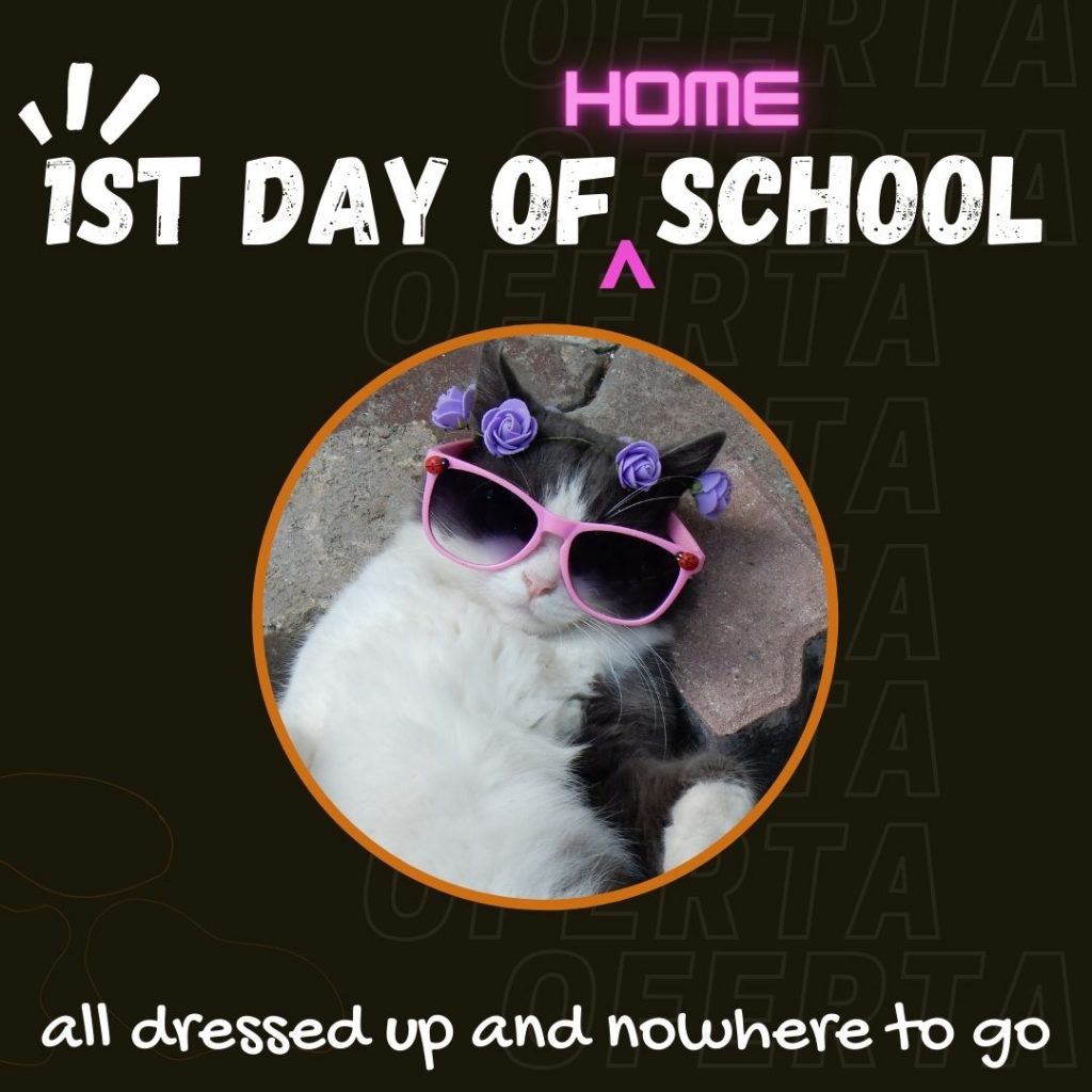1st day of homeschool fun cat image