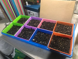 8- 5x5 containers in 1020 tray microgreens