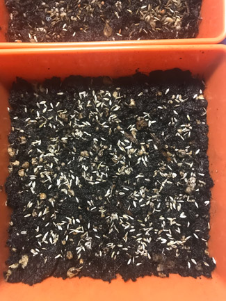 oakleaf lettuce seed microgreens