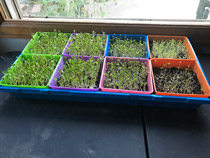 microgreens day 2