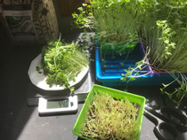 radish harvest showing yield microgreens