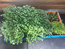 day 5 height difference microgreens