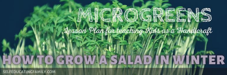 image header for how to grow microgreens