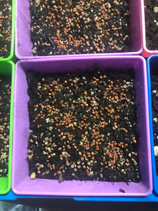 radish seed microgreens