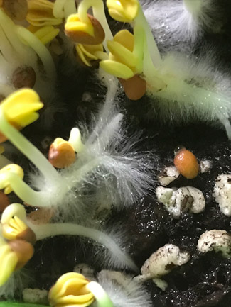 root hairs up close microgreens