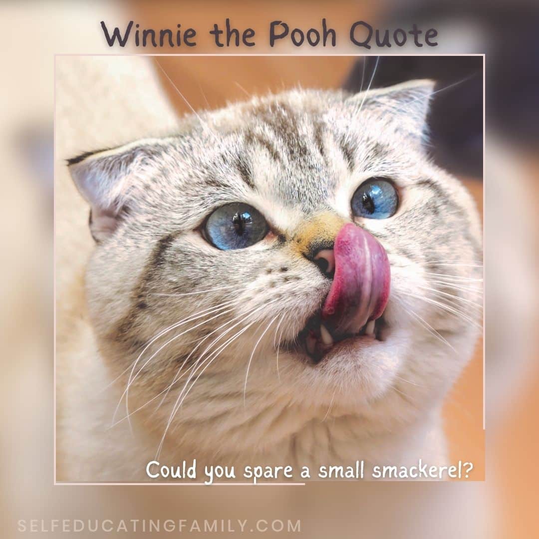 hungry cat with winnie the pooh quote
