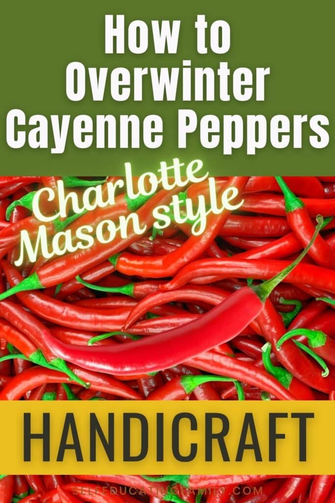 many red cayenne peppers with words how to overwinter