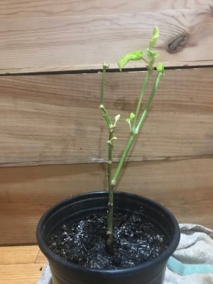 trimmed pepper plant