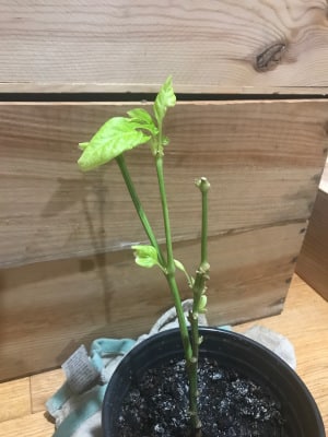 leaves popping out after trimming for overwintering this pepper plant