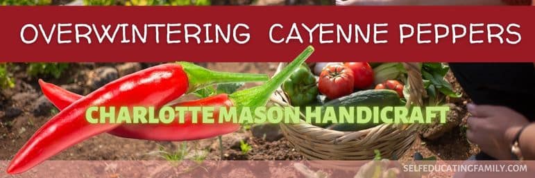 cayenne pepper from the garden with words overwintering