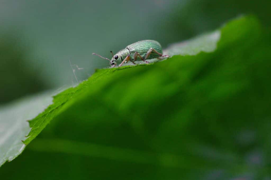green shiny bug on leaf