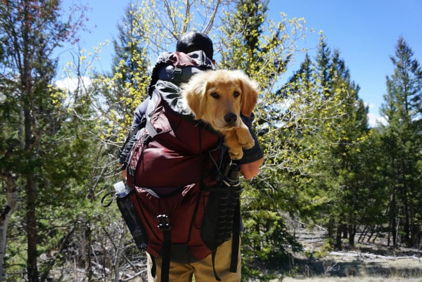 dog on hike in backpack