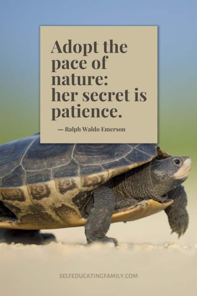 slow turtle walk with pace of nature quote: her secret is patience 