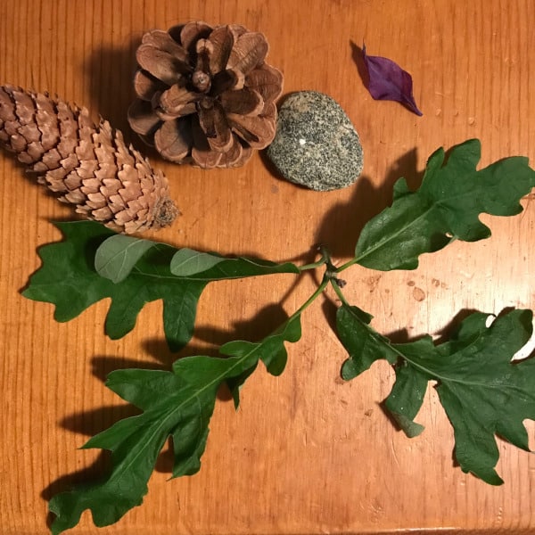Photograph of items collected from a nature walk: pine cone, spruce cone, flower petal, rock, oak leaf cluster