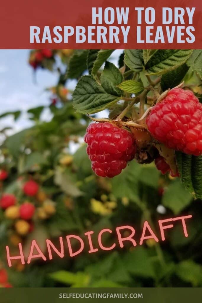 raspberry bush with raspberries hanging