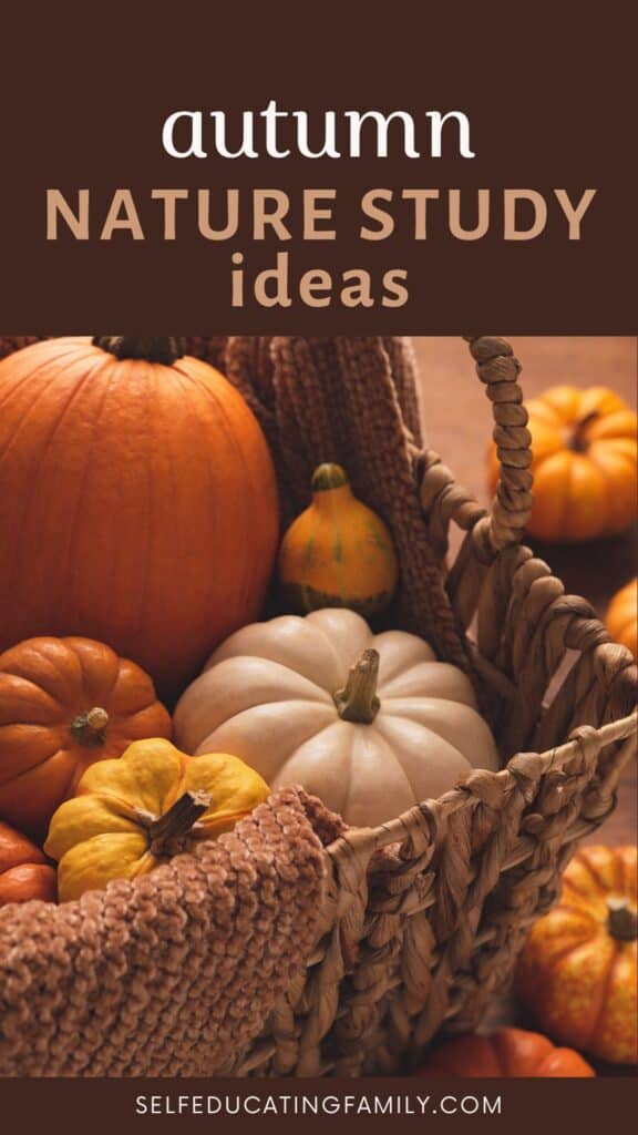 pumpkins and squashes displayed in a basket on a table