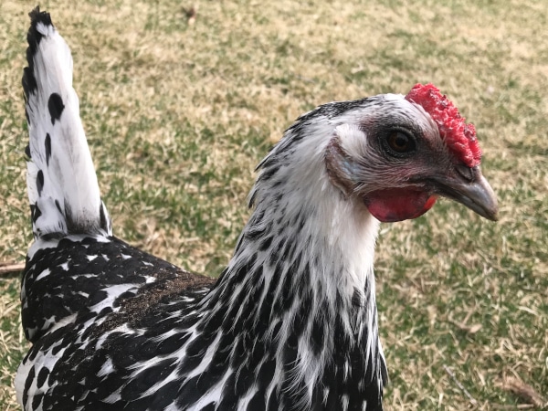 black & white chicken