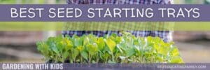 growing seeds in trays with words best seed starting trays