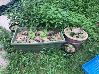 basil pots with tiny basils, purple and green, pots are on lawn in front of bed of chocolate mint.