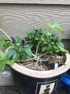 decorative planter with 3 mini aurora (purple) peppers and one volunteer turnip