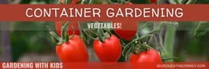 tomatoes on the vine with text overlay "container gardening with kids vegetables"
