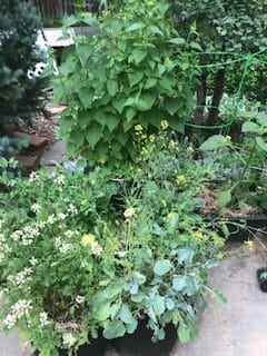 Lush containers on patio. Front fabric containers have arugula and broccoli rabe flowering, with peas behind. Anise hyssop at the back in a container made from a metal shop vac. Earth box is behind, right.