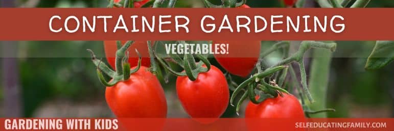 tomatoes on the vine with text overlay "container gardening with kids vegetables"