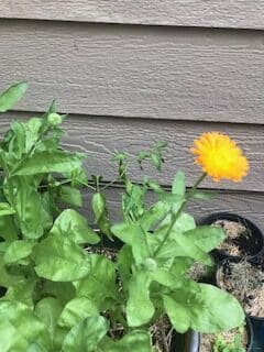 Close up of container with serrano pepper and flowering golden calendula