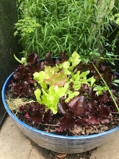 Blue planter bowl of red Lolla Lolla Rosa and oakleaf green salad lettuce. French Tarragon is behind planted in the herb bed.