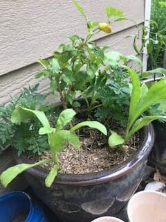 Large Ceramic pot with calendula and a pepper plant. Also a marigold.