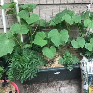 Earth Box with wire trellis and cucumber vines growing up the trellis. Also marigolds in the box.