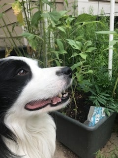 Border Collie in front of Earth Box