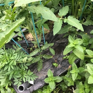 Close up of Earth box1 showing the watering tube and the mulch covering.