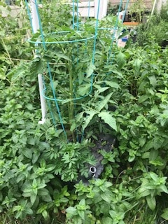 Earth Box 1 tucked into the mint bed. You can barely notice that there are 2 tomatoes caged in the earth box.