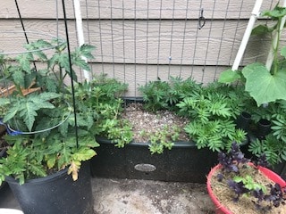 Earth box set up for melons to grow on the trellis. The marigolds are tying to take over the box. Small patio tomato on the left and purple and green basils in a red planter on the right.