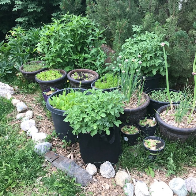 Container gardening vegetables lined up in front of rock border including onions, potatoes, basil. Small pots and big pots. Very lush. Chives are flowering