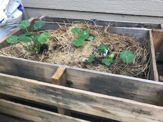 Hay bale with zucchini just starting to grow