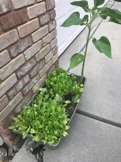 Long planter with buttercrunch lettuce planted next to the brick wall and garage door. Volunteer sunflower also grew.