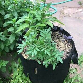 Fabric planter next to the overgrown mint coming up through the patio stones. Planter has basil, a pepper and a marigold.