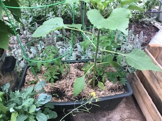 Earth Box 5 has two tomatoes with cages, plus a volunteer sunflower, marigolds and basils.