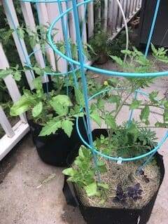 Two fabric planters with beefsteak tomatoes and cages. Both planters also have basil and marigolds.