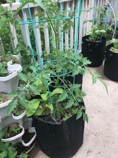 Patio containers with tomatoes, peppers, basil, marigolds, calendula. White "strawberry" tower planted with marigolds, peppers, basil and chamomile.