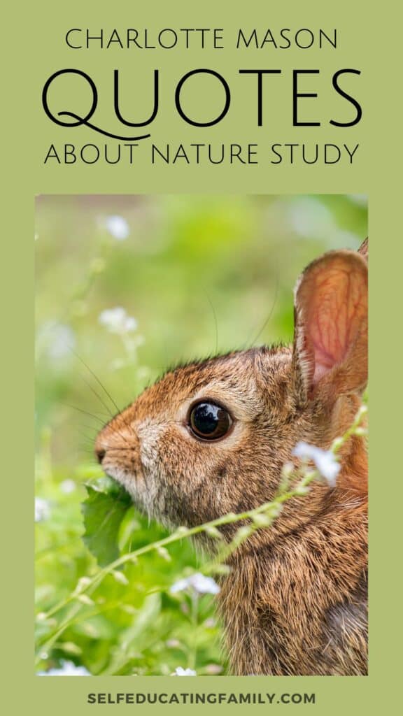 bunny munching leaf with text overlay charlotte mason quotes about nature study