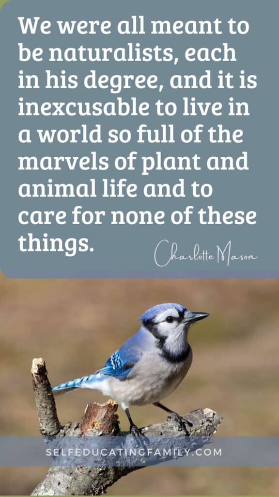 blue jay on stick with charlotte mason quote about naturalists