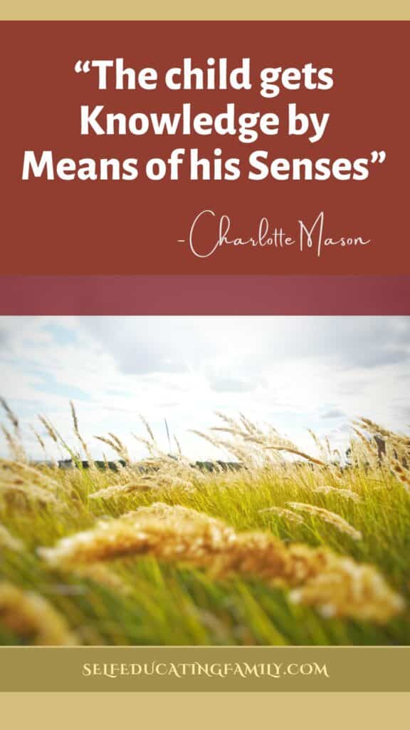 wheat field with text overlay of a charlotte mason quote about nature study and senses