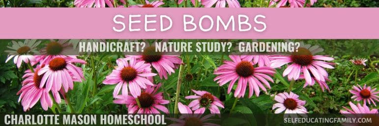 echinacea purple coneflower