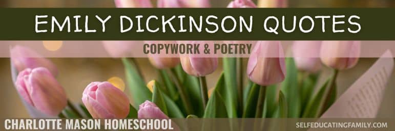 bunch of pink tulips